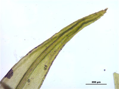 Schistidium trichodon