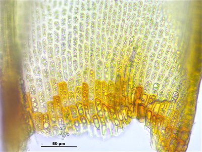 Schistidium trichodon