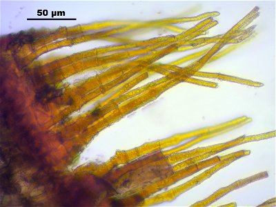 Trichodon cylindricus photo