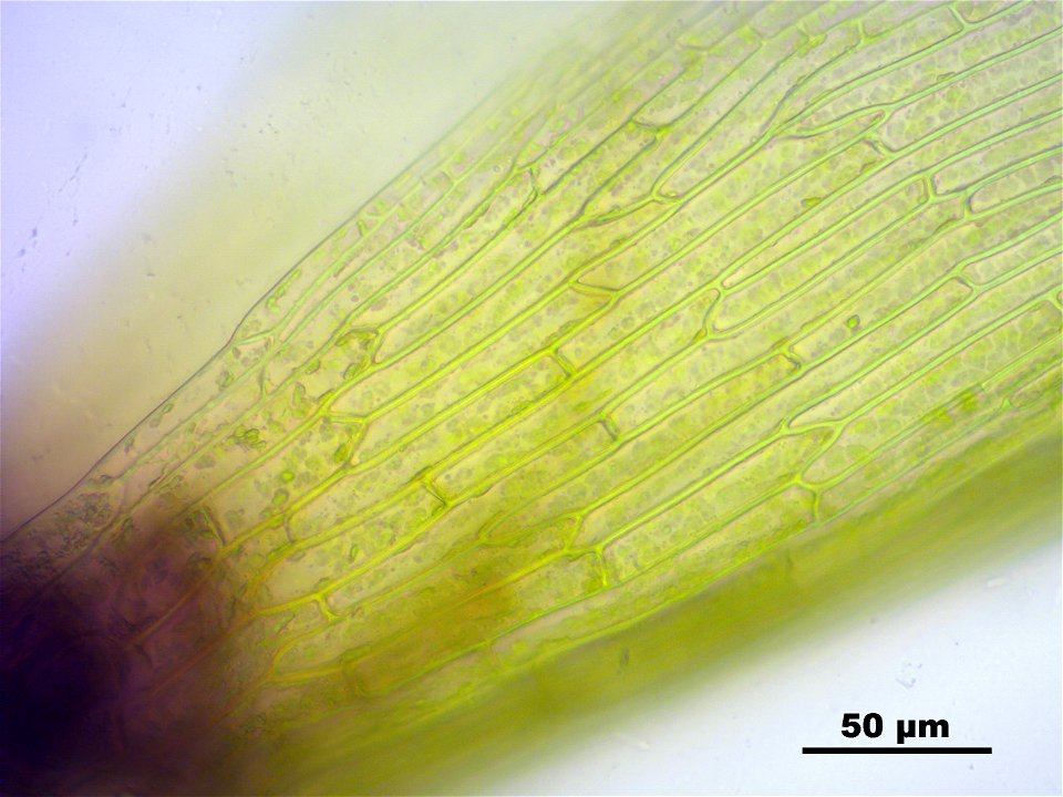 Trichodon cylindricus