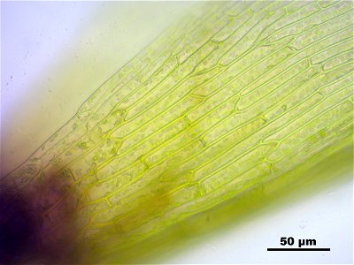 Trichodon cylindricus photo