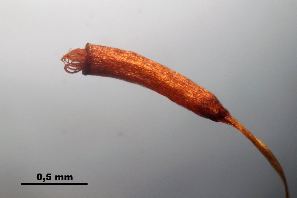 Trichodon cylindricus