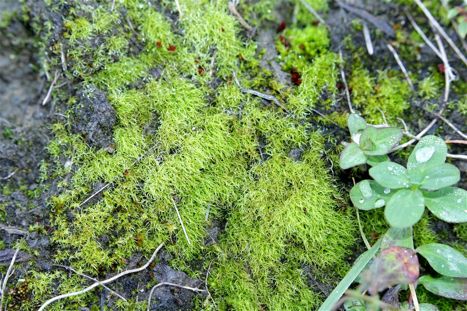 Trichodon cylindricus