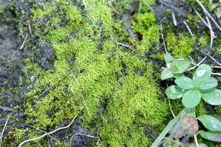 Trichodon cylindricus photo