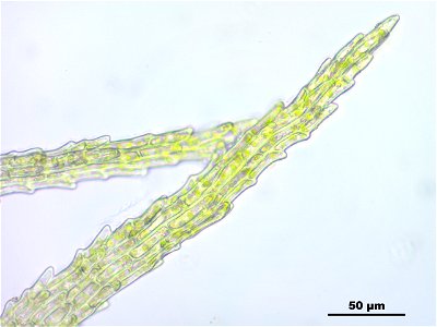 Trichodon cylindricus photo