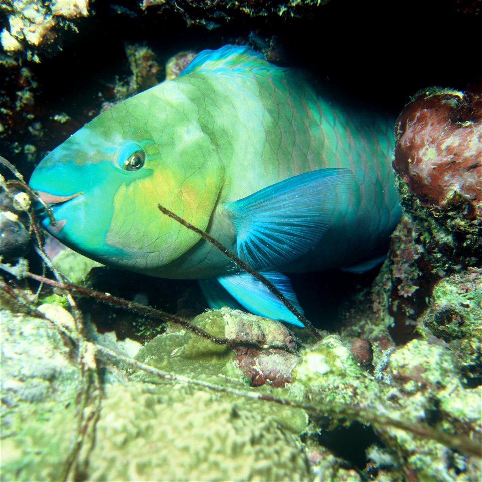 A parrotfish (Scarus ferrugineus). photo
