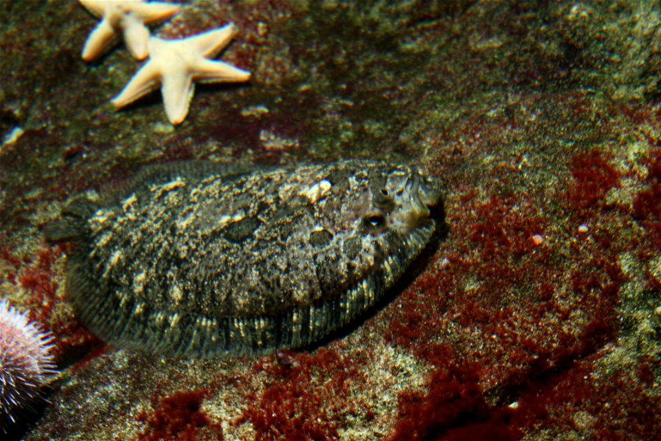 Zeugopterus punctatus