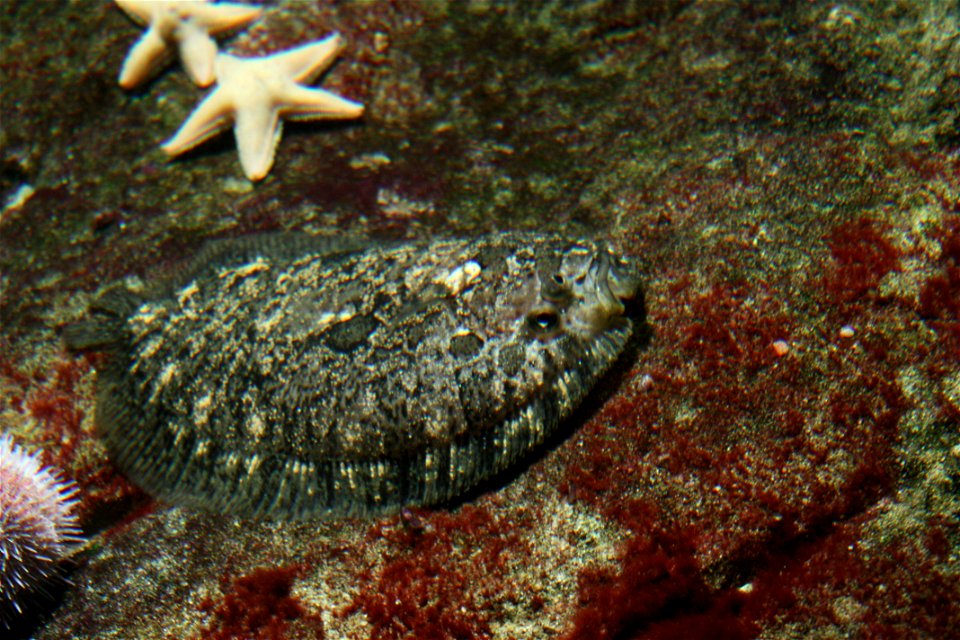 Zeugopterus punctatus photo