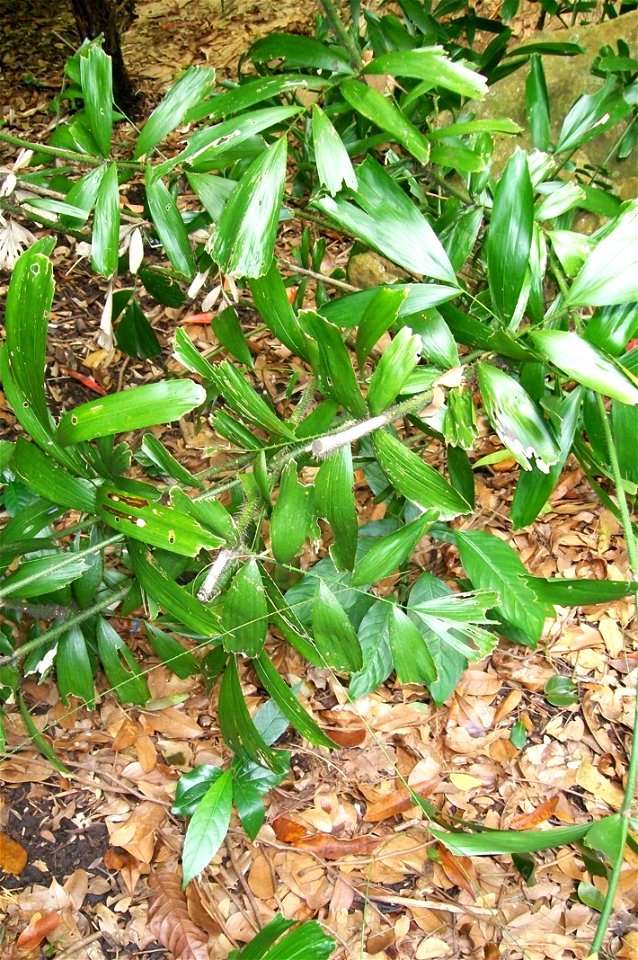 Calamus caryotoides in Cairns Botanical Gardens, June 2009