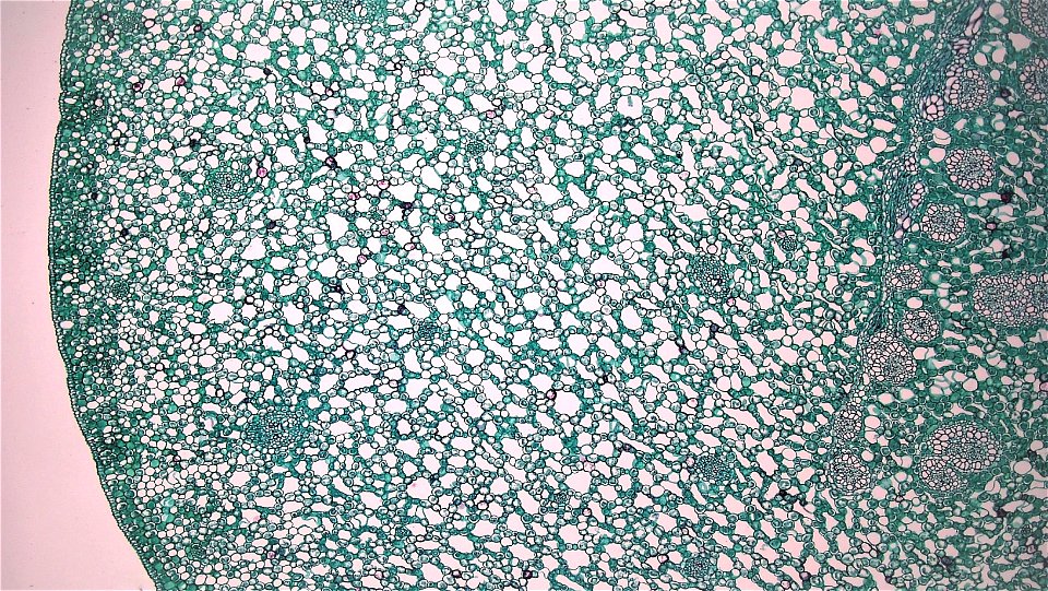 cross section: Acorus calamus 
common name: Sweet Flag
magnification: 40x

The rhizomes, or horizontal stems, of Acorus are notable for their accumulation of aromatic medicinal oils.
The well cutinize