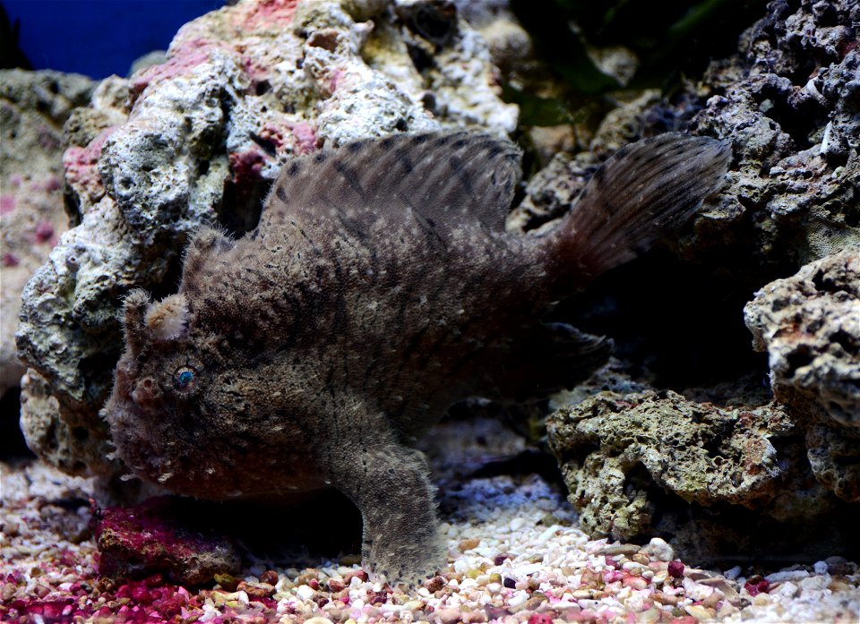 Shaggy angler or hispid frogfish ( Antennarius hispidus ) in Aquarium Dubuisson, in Liège. photo