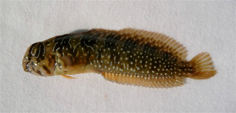Salaria pavo (Risso, 1810). Peacock blenny female. This funny predatory fish was caught in the Black sea. Wet matter was used as a background to prevent damage to its skin. After very short photosessi