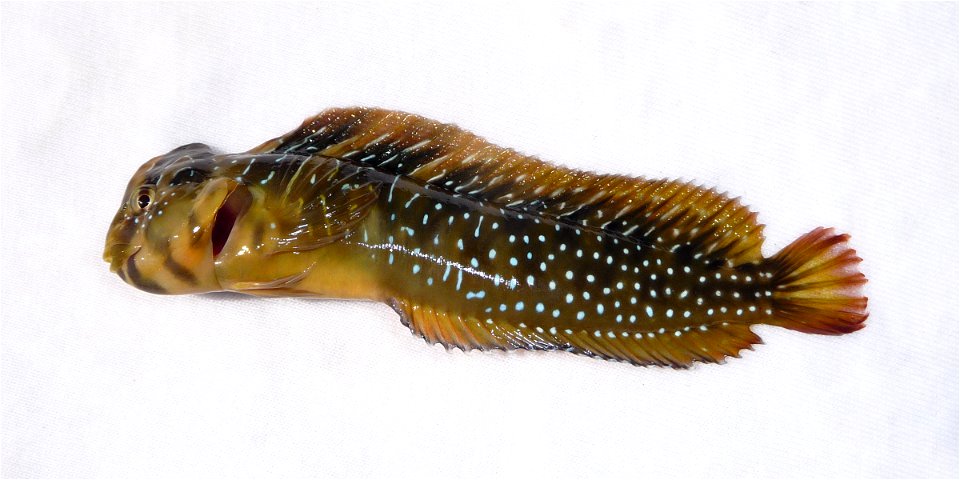 Salaria pavo (Risso, 1810). Peacock blenny male. This funny predatory fish was caught in the Black sea. Wet matter was used as a background to prevent damage to its skin. After very short photosession photo