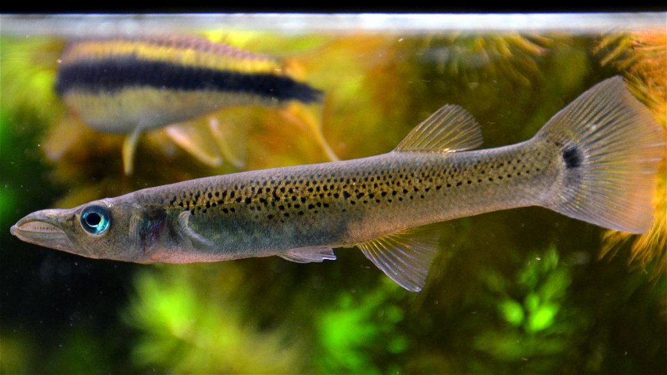 Top minnow (Belonesox belizanus). Female specimen. Aquarium tropical du Palais de la Porte Dorée, in Paris. photo