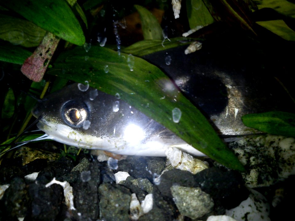 Mystus Micracanthus in an aquarium.