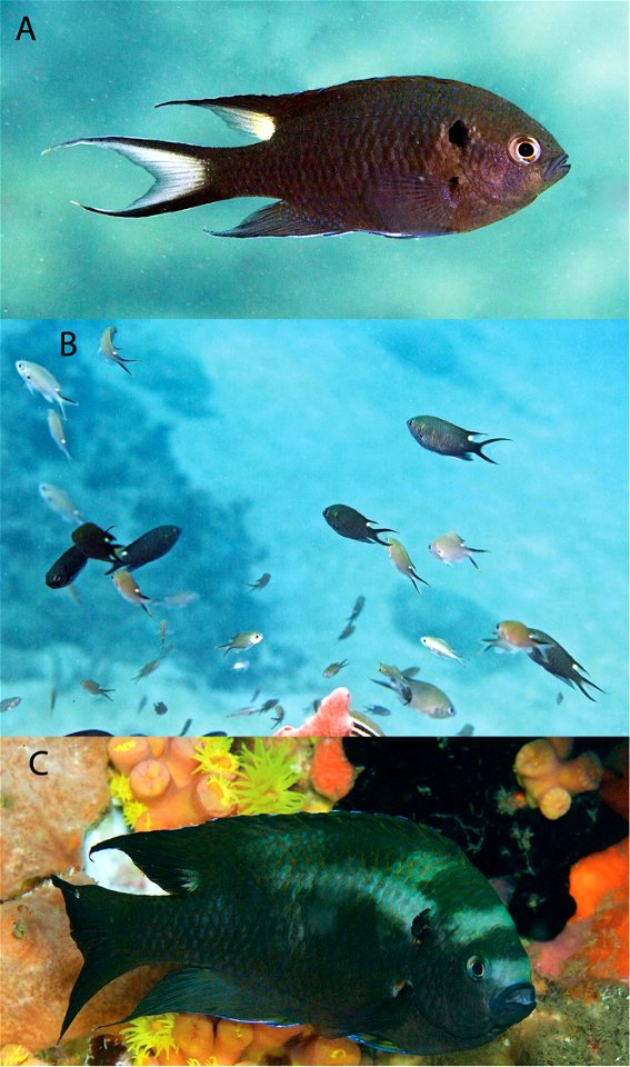 Figure 4; Neopomacentrus cyanomos in the PNSAV A adult B an aggregation of large juveniles and small adults with juveniles of Chromis multilineata C large male with nuptial colors. photo