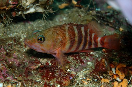 Hypoplectrodes huntii (Redbanded perch)