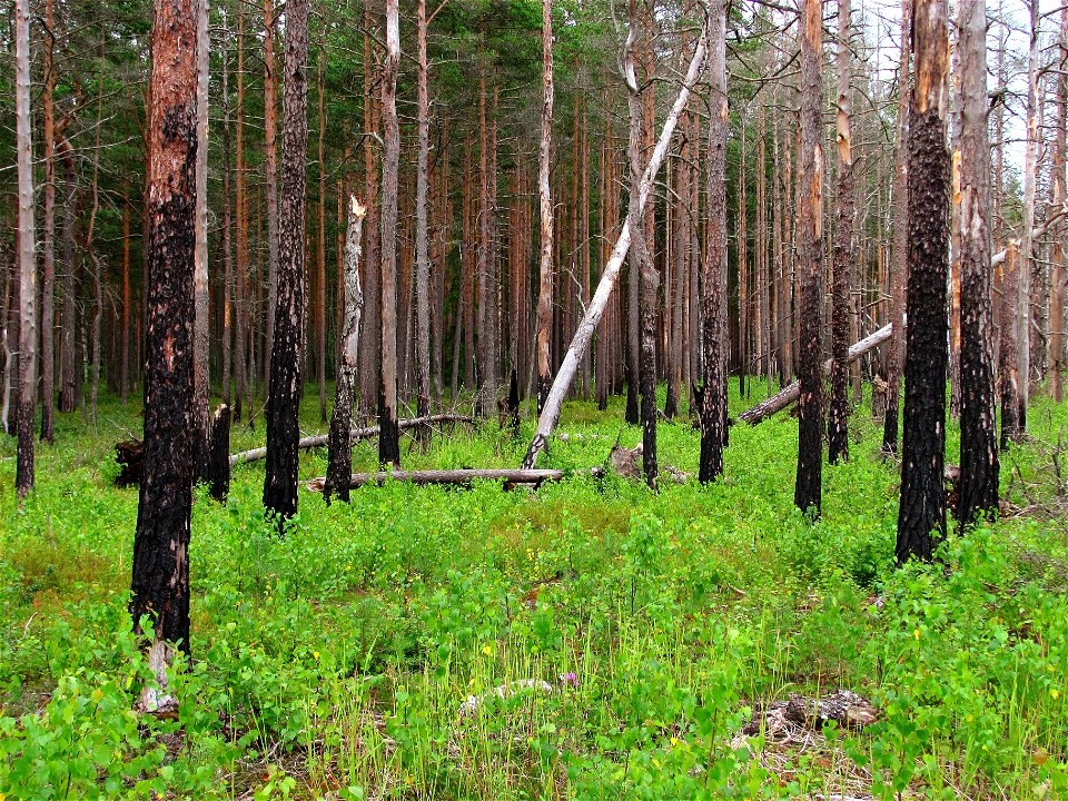 Boreal pine forest (next to Hara Bog, Lahemaa National Park, Estonia) 5 years after a forest fire.