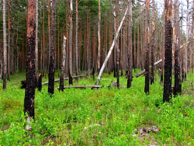 Boreal pine forest (next to Hara Bog, Lahemaa National Park, Estonia) 5 years after a forest fire. photo