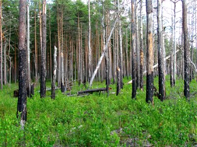 Boreal pine forest (next to Hara Bog, Lahemaa National Park, Estonia) 6 years after a forest fire.