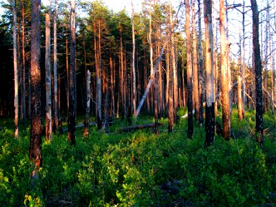 Boreal pine forest (next to Hara Bog, Lahemaa National Park, Estonia) 7 years after a forest fire.