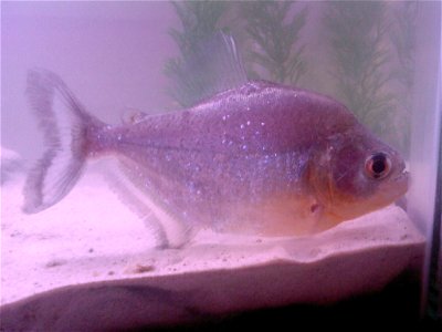 Serrasalmus sanchezi in the home aquaria photo