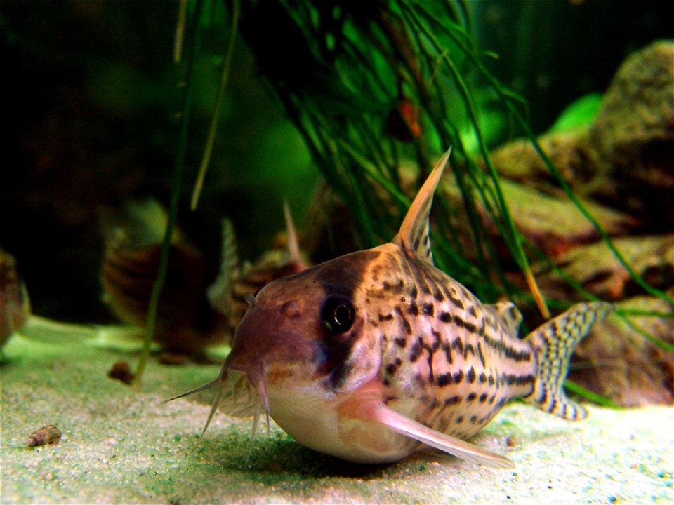 Corydoras schwartzi macro