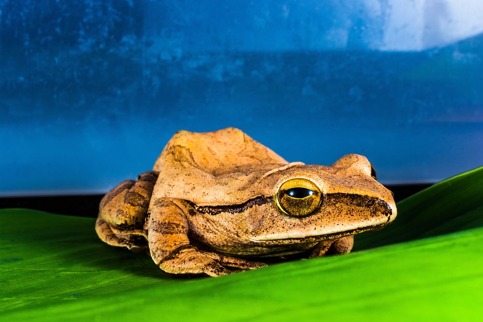 Anuran frog amphibians