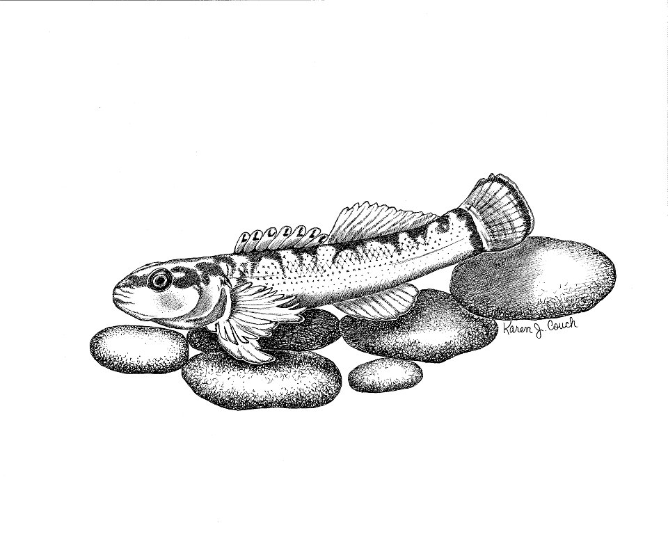 Image title: Line drawing of duskytail etheostoma percnurum Image from Public domain images website, http://www.public-domain-image.com/full-image/art-public-domain-images-pictures/line-art-illustrati photo