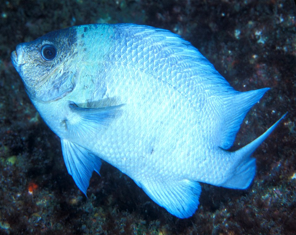 Parma kermadecensis (Kermadec scalyfin) photo