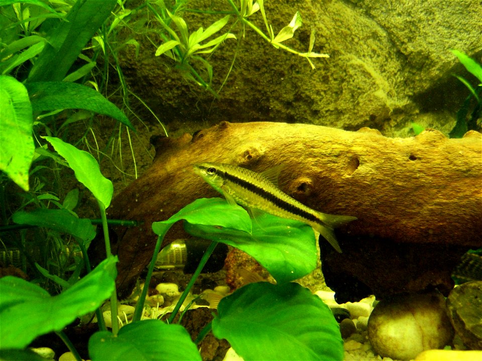 Siamese Algae Eater, Probably Crossocheilus atrilimes