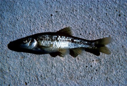 Image title: Roundnose minnow fish
Image from Public domain images website, http://www.public-domain-image.com/full-image/fauna-animals-public-domain-images-pictures/fishes-public-domain-images-pictur