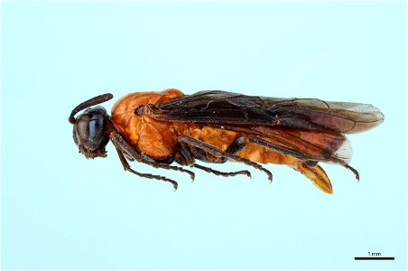 Birch Sawfly (Argidae, Arge pectoralis (Leach))