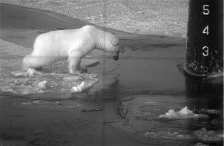 Arctic Circle (Oct. 2003) -- As seen through the periscope of the Los Angeles-class fast attack submarine USS Honolulu (SSN 718), a young Polar bear investigates the open water around the submarine&#8 photo
