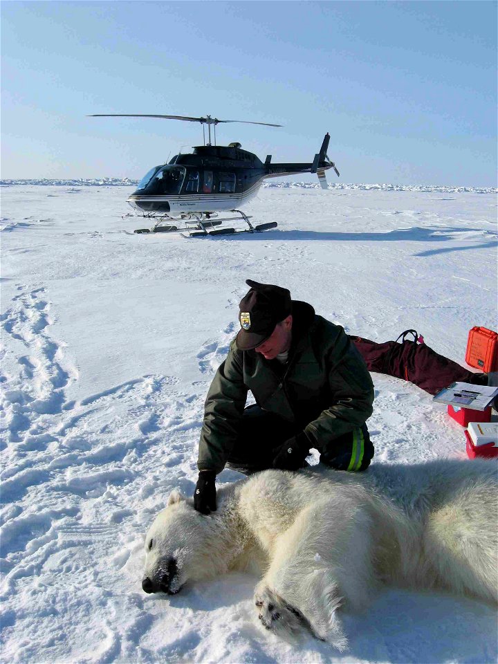 A United States Fish and Wildlife Service polar bear biologist works with a tranquilized bear on the ice. photo