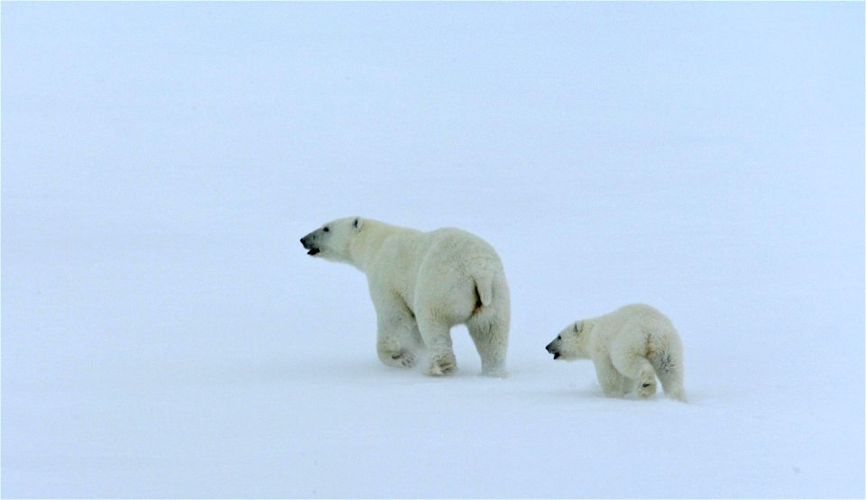 Mother polar bear and cub (Ursus maritimus). Arctic Ocean, north of western Russia. 2006 September 9. photo