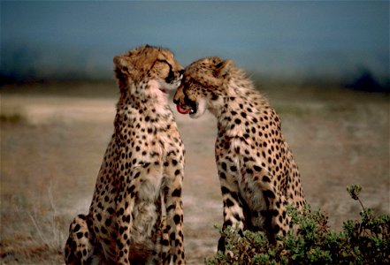 Two cheetahs (Acinonyx jubatus) sitting face to face photo