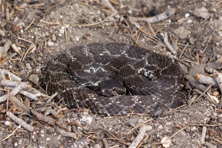 A southern Pacific rattlesnake (Crotalus oreganus helleri) in Joshua Tree National Park, California. Photo by NPS/Cathy Bell photo