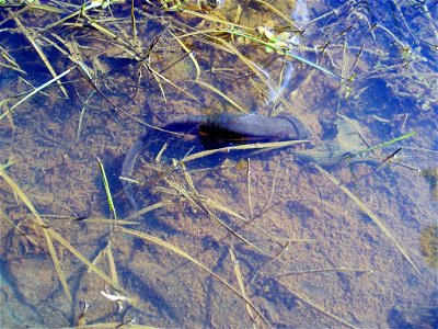 A rough-skinned newt (Taricha granulosa) under water in a creek on the Oregon Coast, United States photo