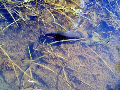 A rough-skinned newt (Taricha granulosa) under water in a creek on the Oregon Coast, United States