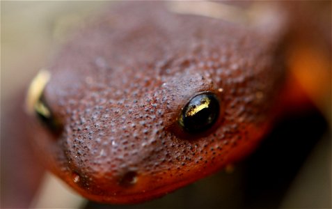 Rough-skinned Newt (Taricha granulosa) You are free to use this image with the following photo credit: Peter Pearsall/U.S. Fish and Wildlife Service photo