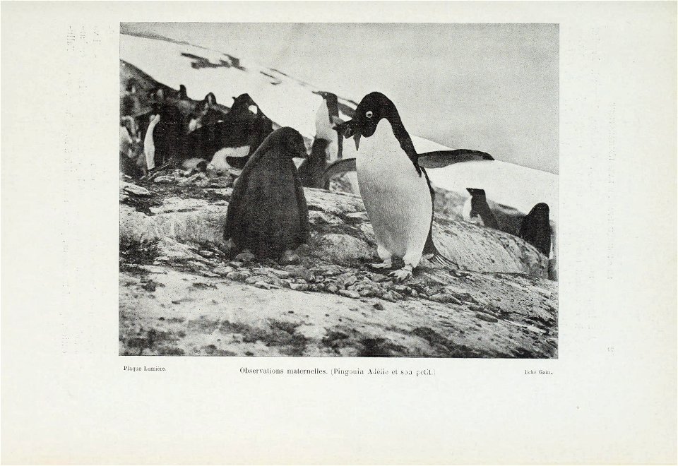 Le pourquoi-pas dans l'Antarctique : journal de la deuxieme expedition au Pole Sud, 1908-1910, suivi des rapports scientifiques des membres de letat-major preface de M. Paul Doumer. photo