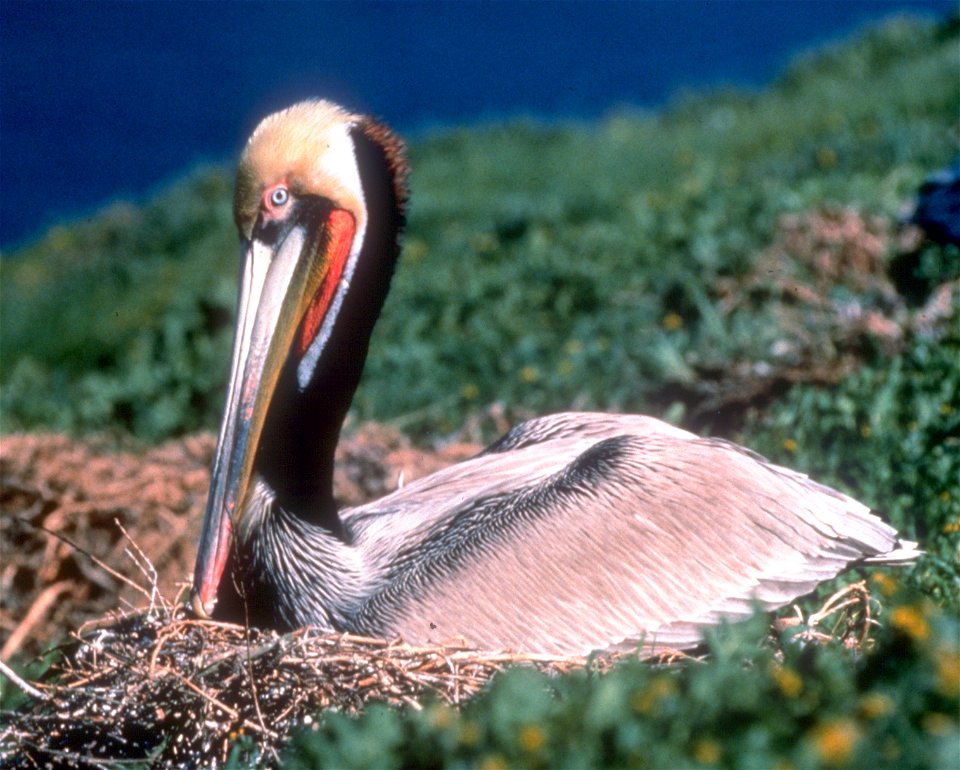 (Pelecanus occidentalis) — at its nest on Anacapa Island, Channel Islands National Park, California. Original Description Decimated by the pesticide DDT during the late 1960s, the endangered Califor photo