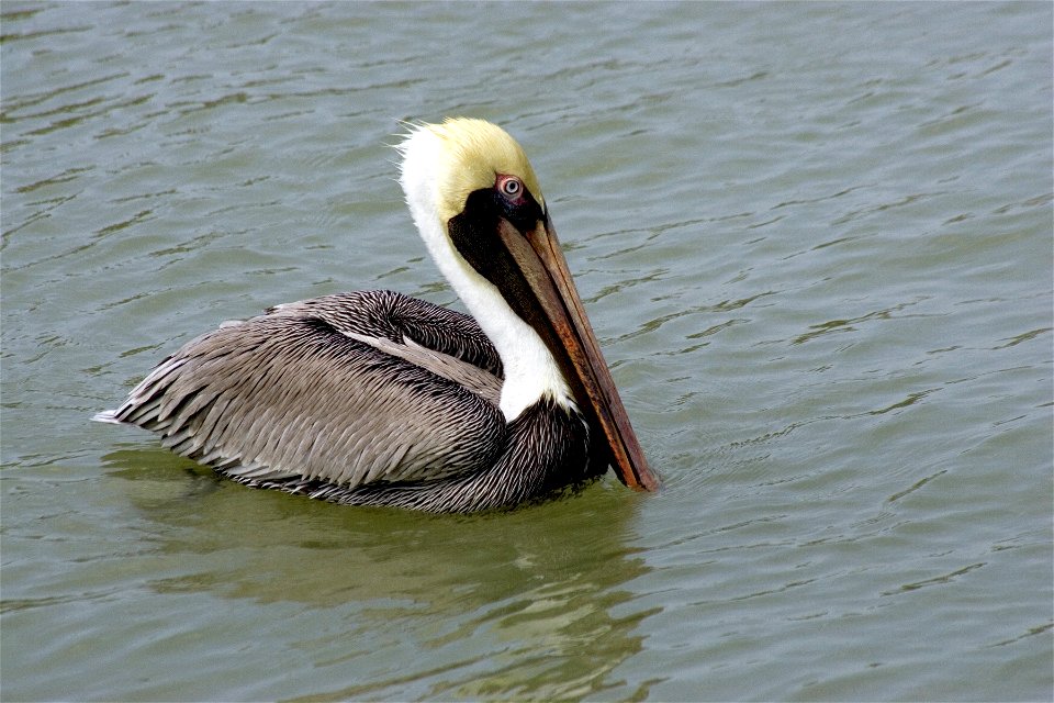 Brown Pelican (2), NPSPhoto, R. Cammauf