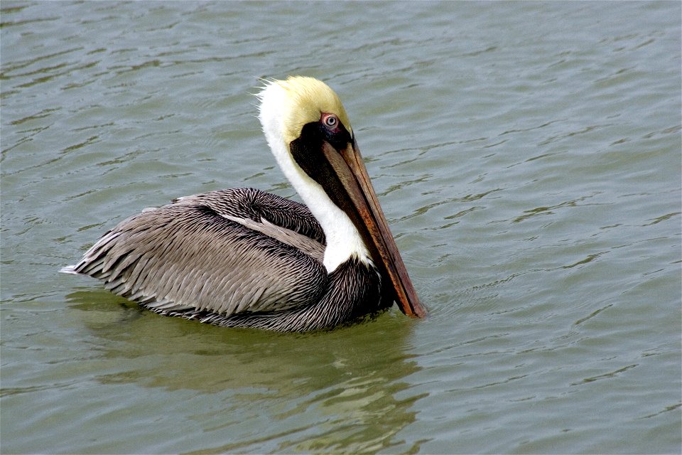 Brown Pelican (2), NPSPhoto, R. Cammauf photo