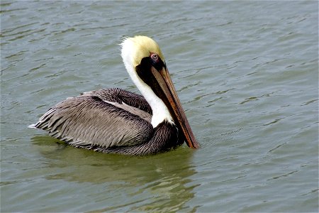Brown Pelican (2), NPSPhoto, R. Cammauf