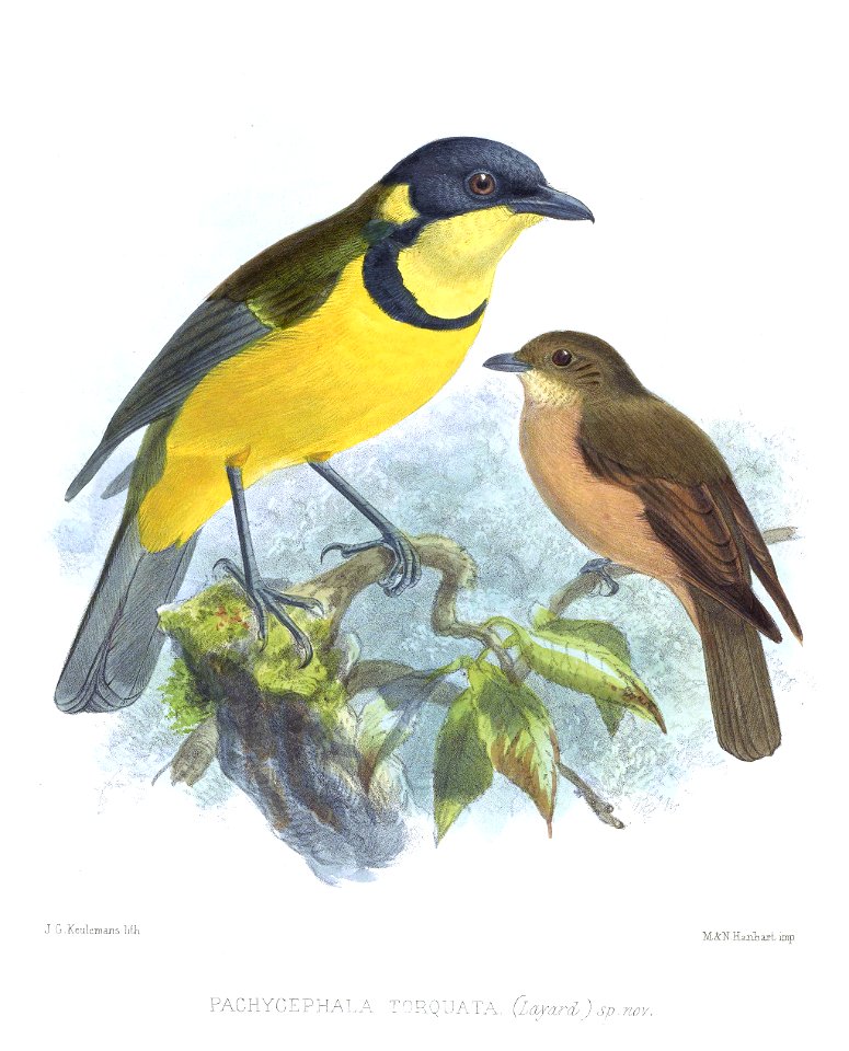 Pachycephala pectoralis torquata