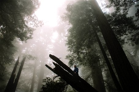 Forest Fog photo