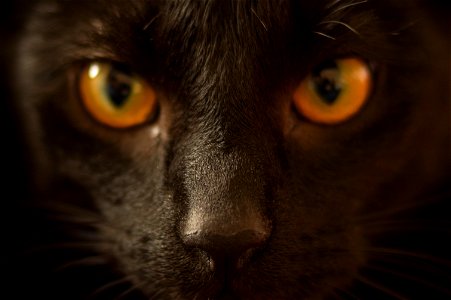 Black Cat photo