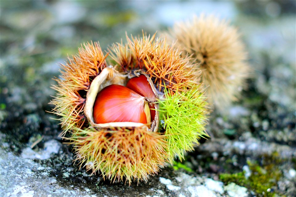Chestnut Fall